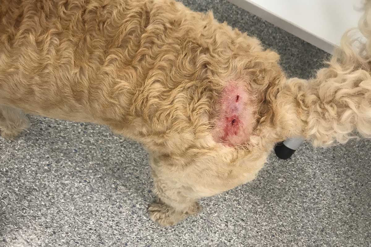 can you get sued if your dog bites someone