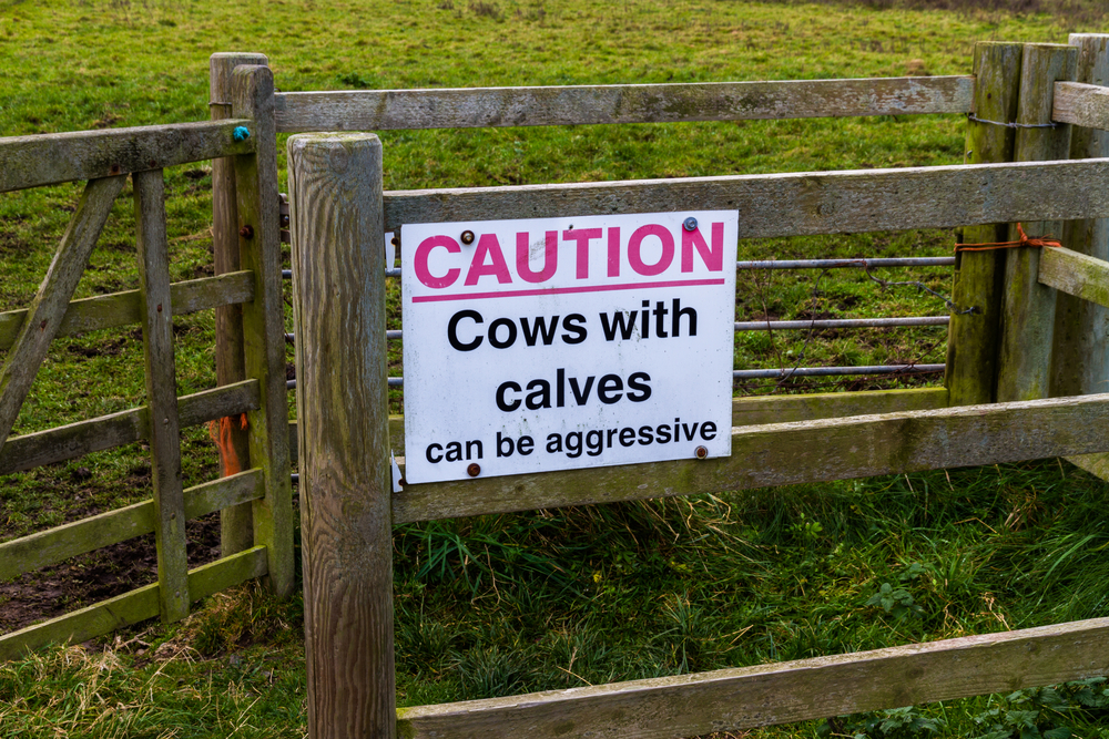 Cow injury