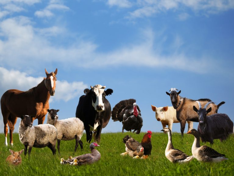 zoonotic disease compensation solicitors