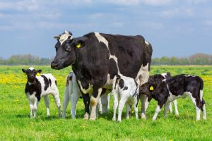 cow attack