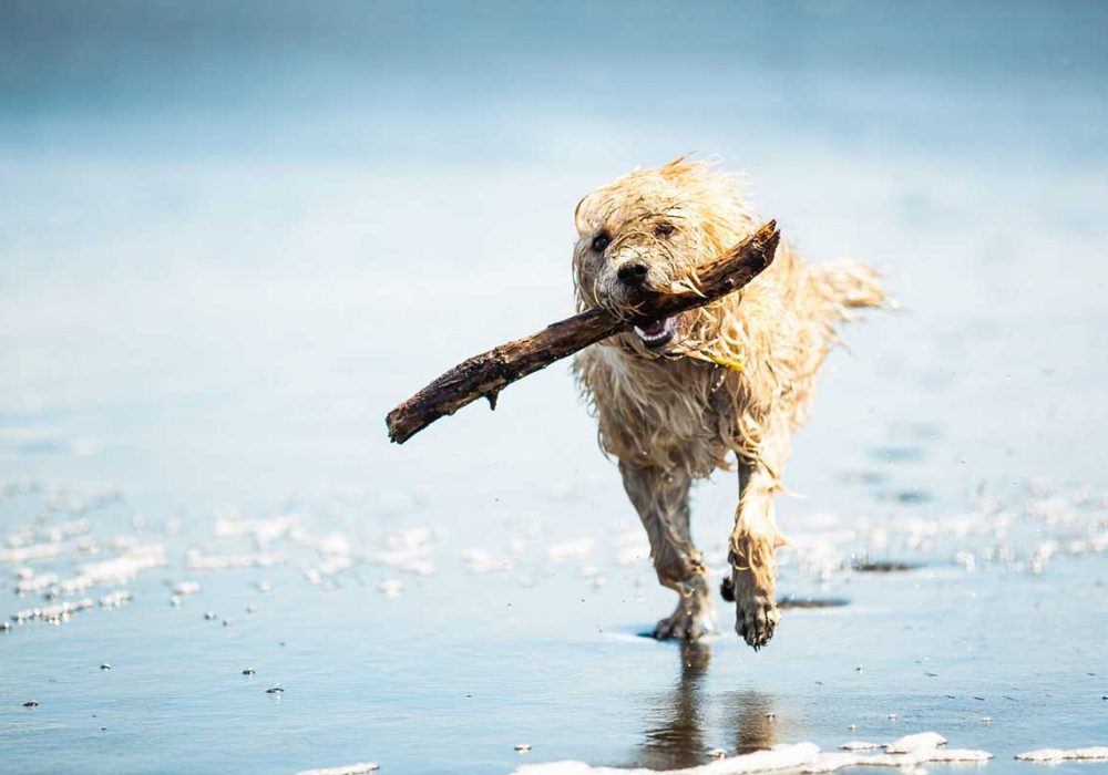 SLB2_0041_shutterstock_181050902-scaled