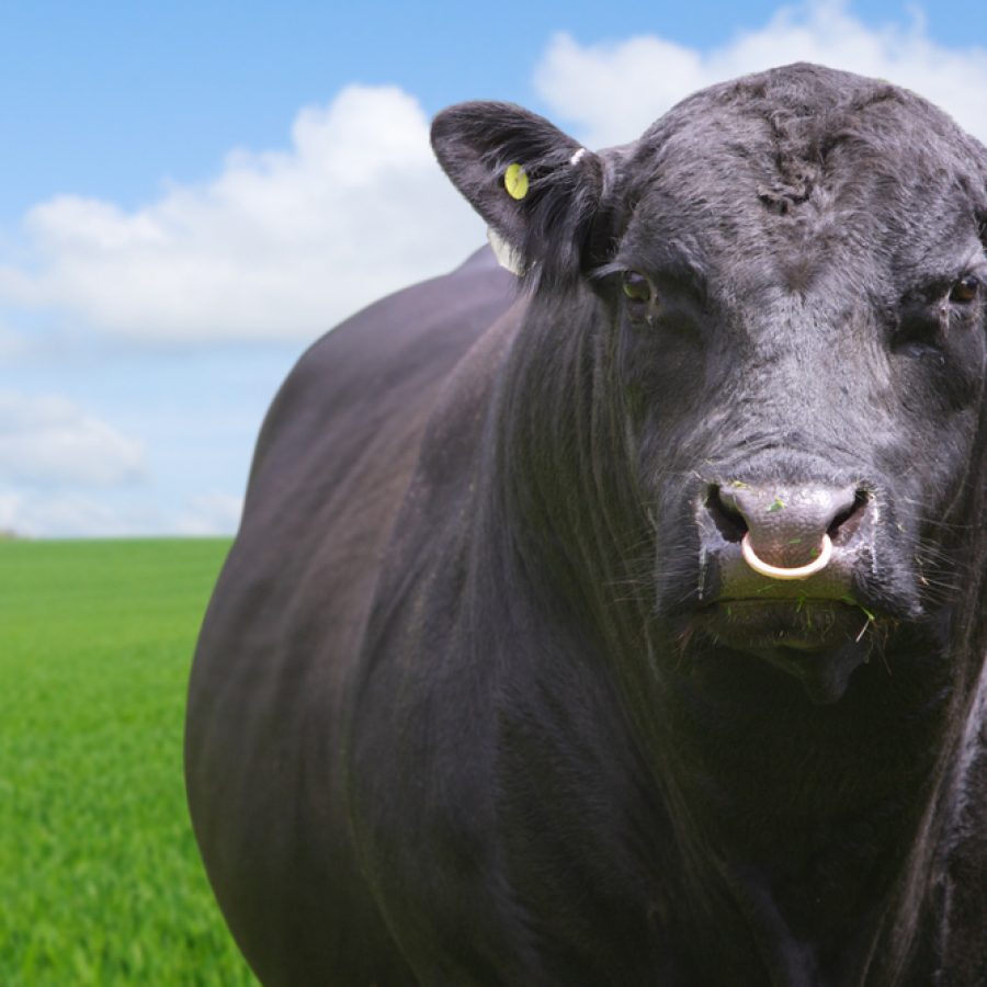 Bull,With,Ring,Through,Nose,Grazing,In,Field,On,Livestock