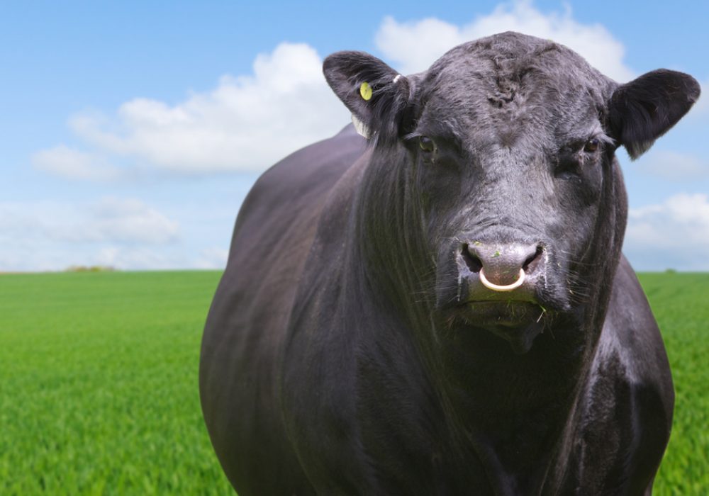 Bull,With,Ring,Through,Nose,Grazing,In,Field,On,Livestock