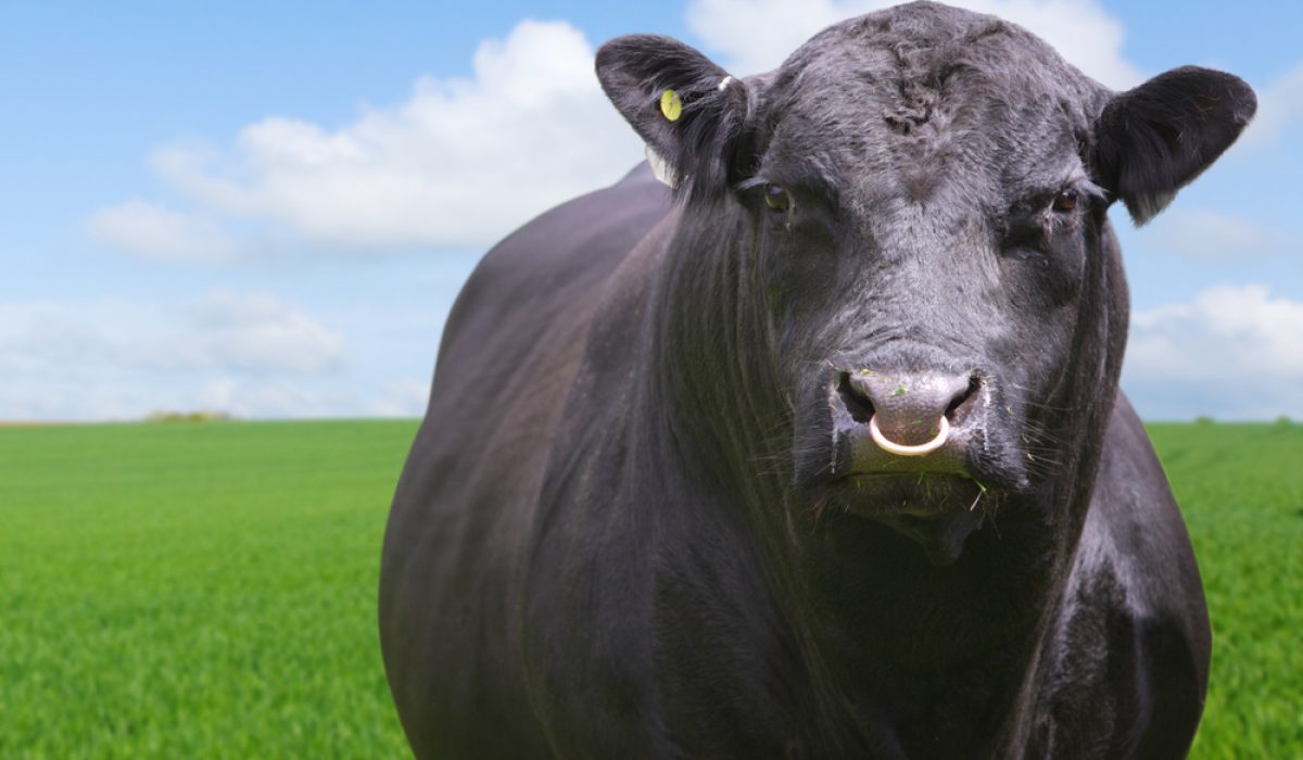 Bull,With,Ring,Through,Nose,Grazing,In,Field,On,Livestock