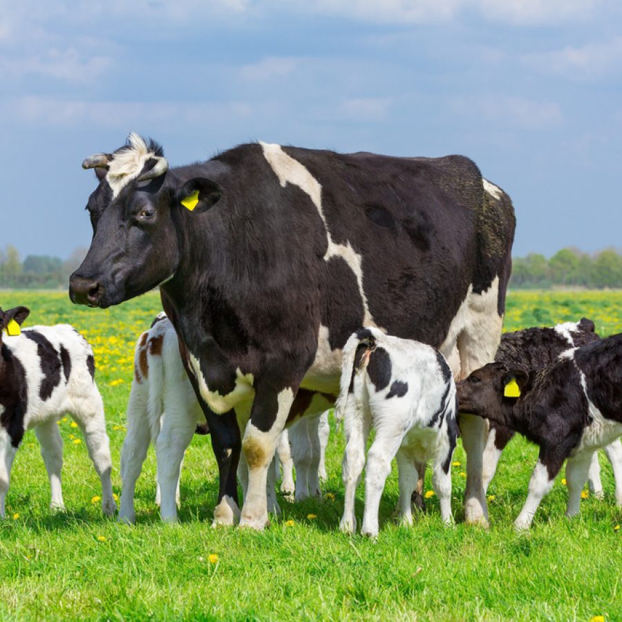 cow attack