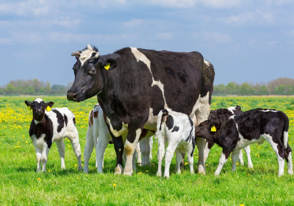cow attack
