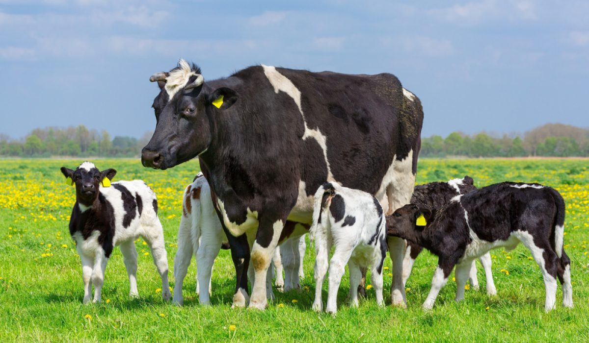 cow attack