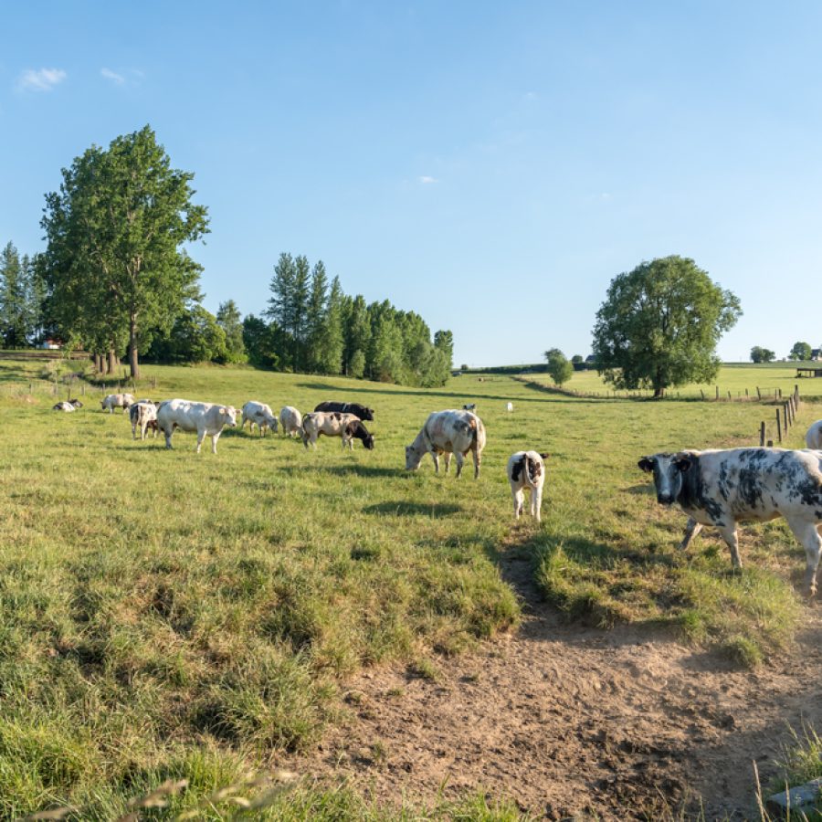 cow attack compensation