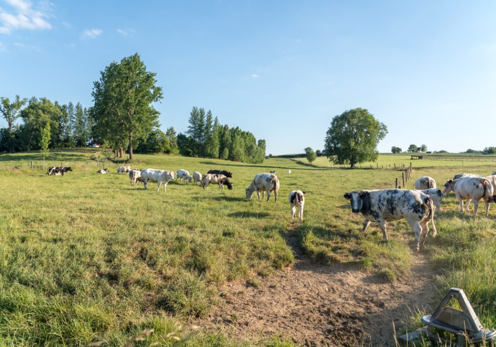 cow attack compensation