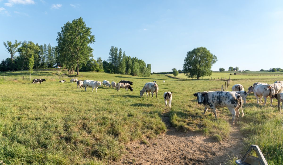 cow attack compensation