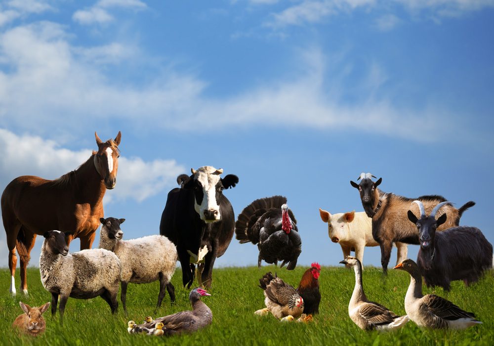 zoonotic disease compensation solicitors