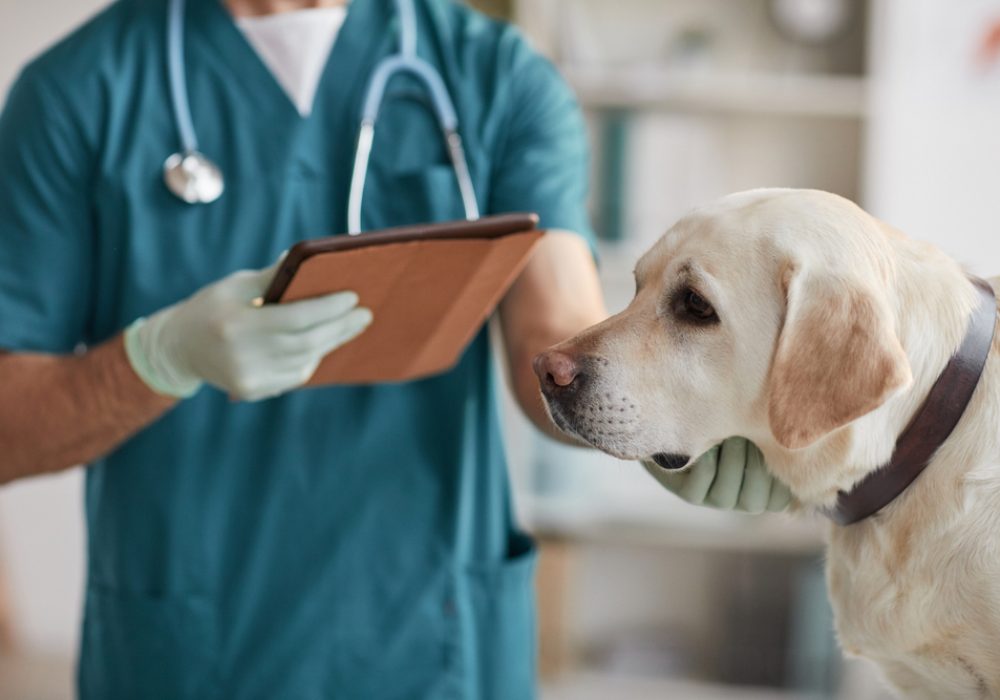 Cropped,Portrait,Of,Unrecognizable,Male,Veterinarian,Examining,White,Labrador,Dog