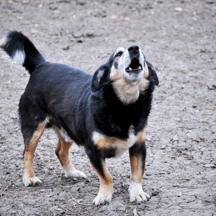Dog,Barks,In,The,Yard,Of,A,Country,House,Outdoors