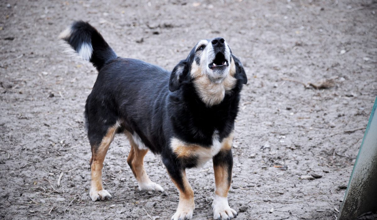 Dog,Barks,In,The,Yard,Of,A,Country,House,Outdoors