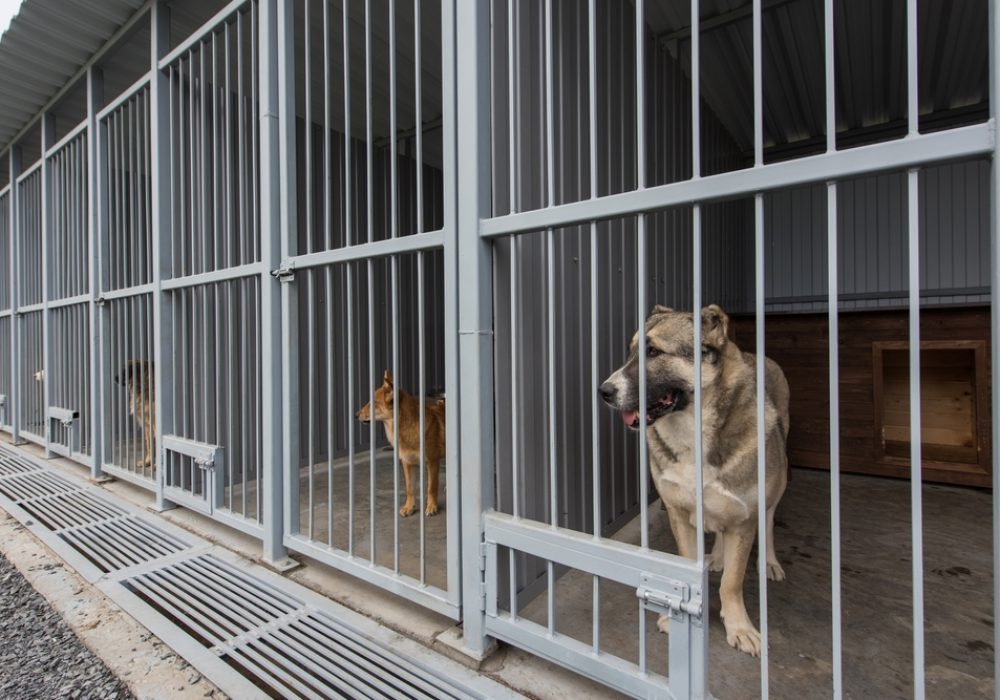 Dogs,In,Aviaries.,Center,For,Keeping,And,Protecting,Homeless,Animals.