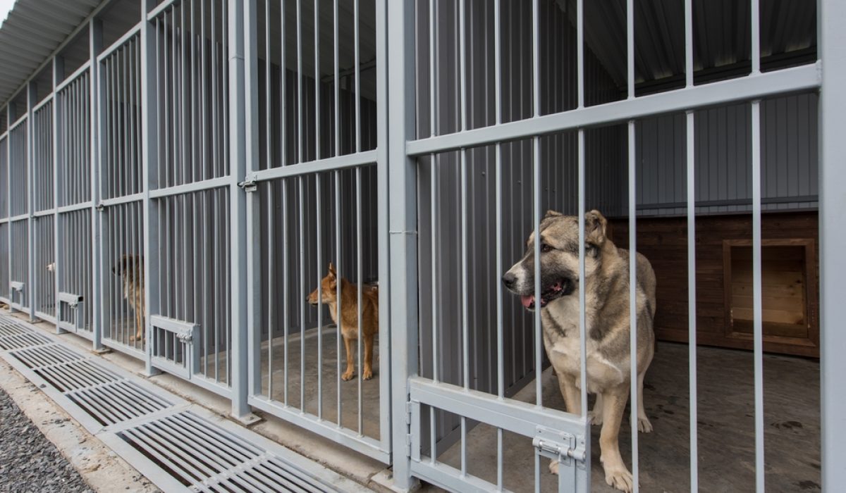 Dogs,In,Aviaries.,Center,For,Keeping,And,Protecting,Homeless,Animals.
