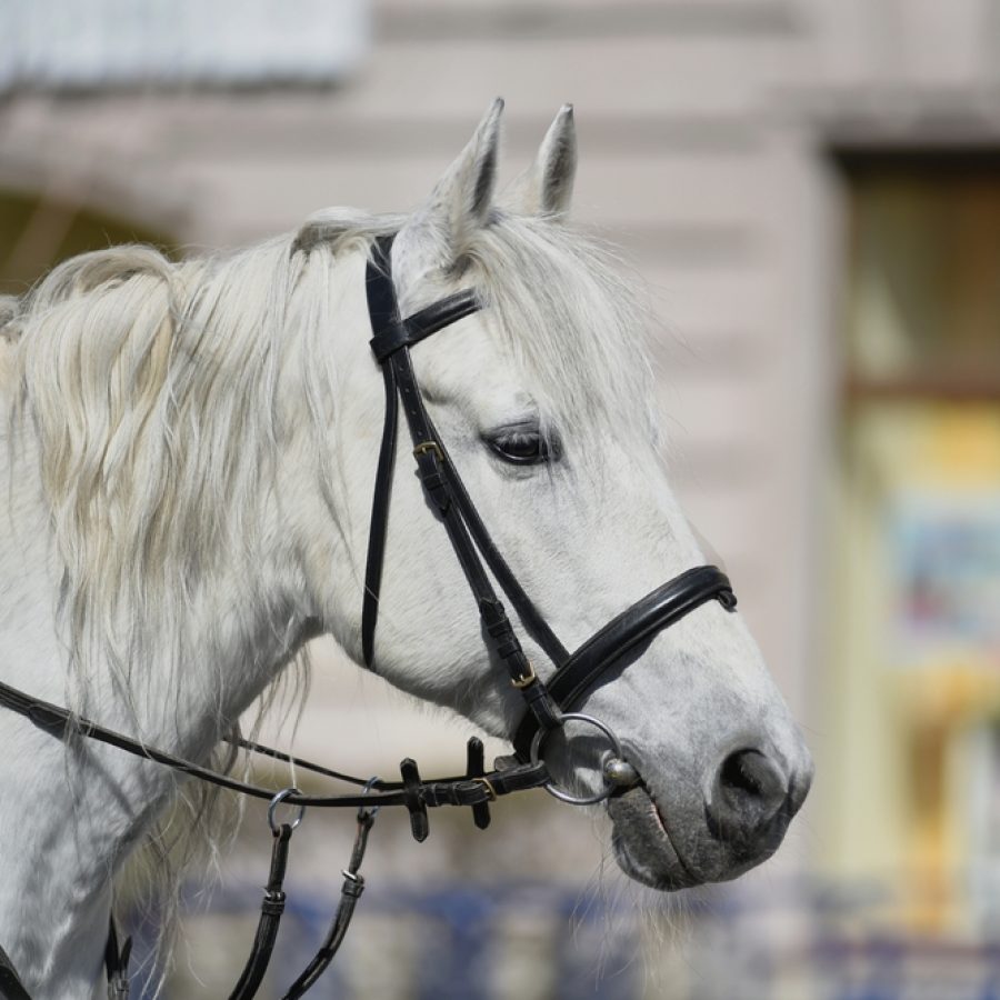 ?,Beautiful,White,Riding,Horse