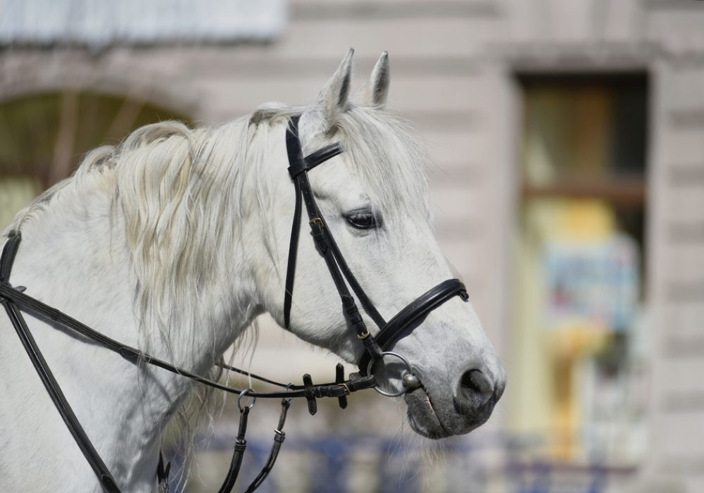 ?,Beautiful,White,Riding,Horse