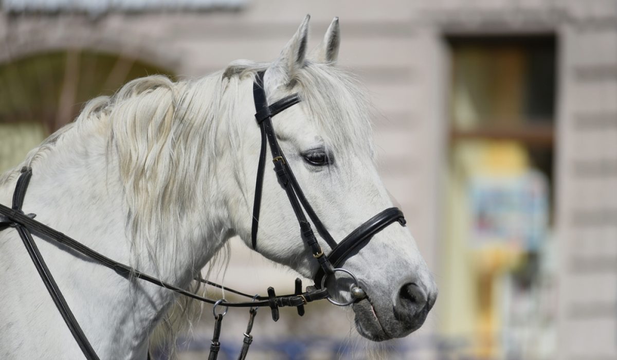 ?,Beautiful,White,Riding,Horse