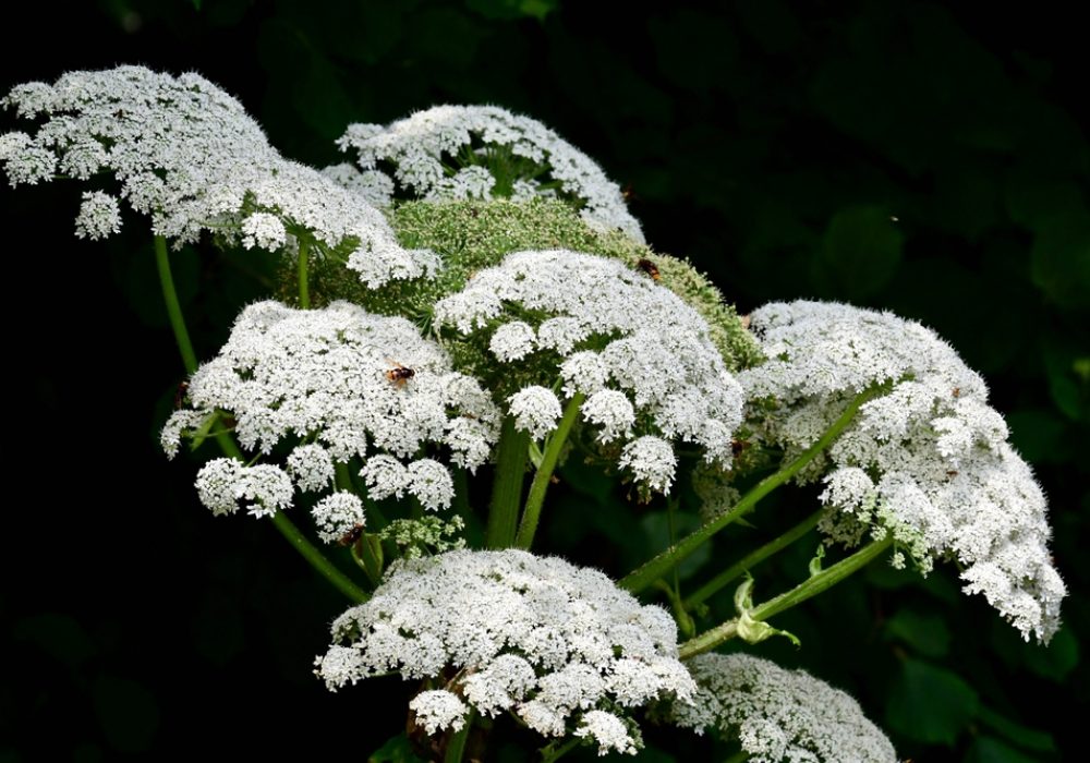 Giant,Hogweed,(heracleum,Mantegazzianum),Seen,In,Summertime.