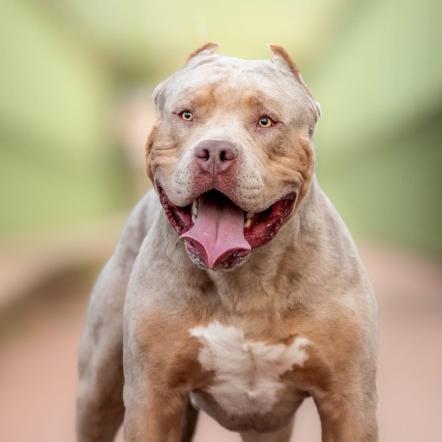 An,American,Bully,Xl,Dog,In,Nature