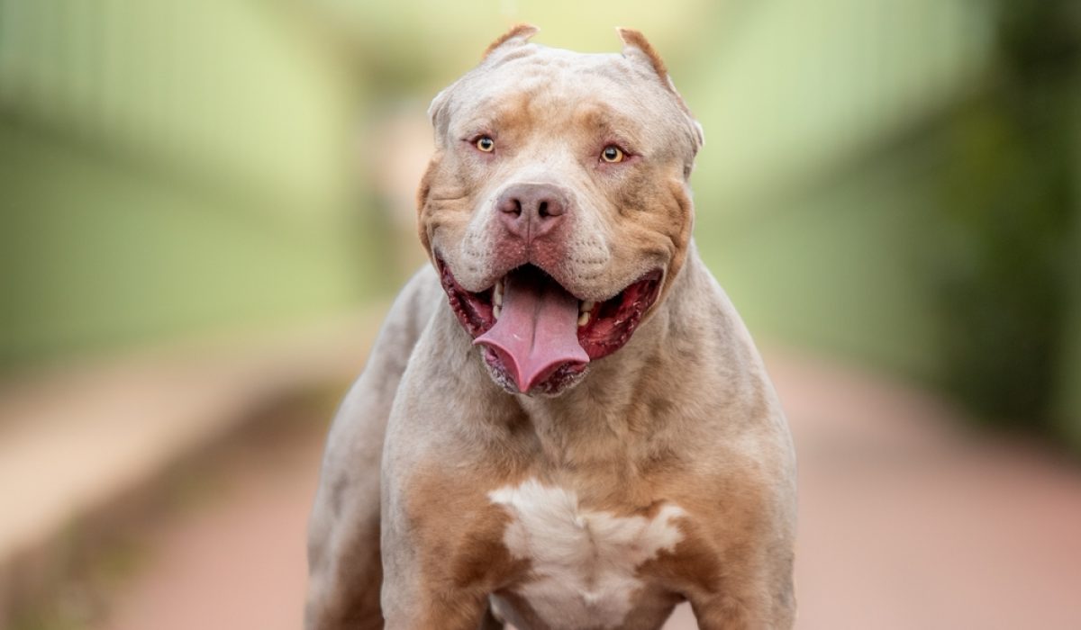 An,American,Bully,Xl,Dog,In,Nature