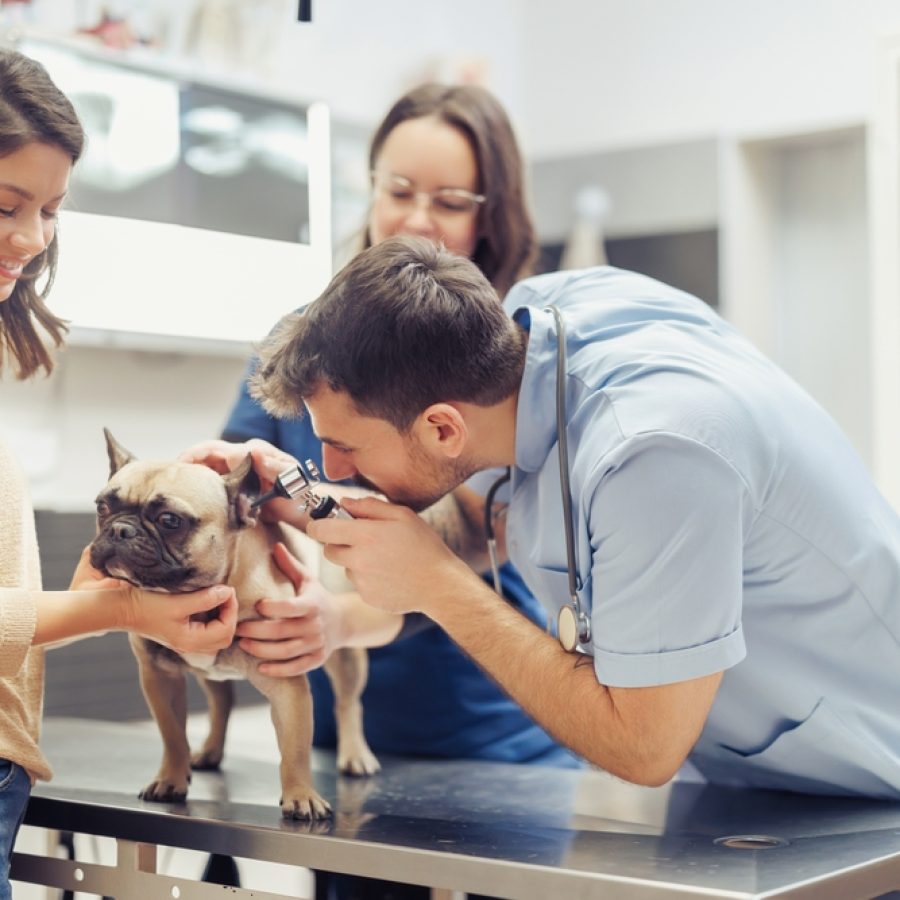 A,Loving,Dog,Receives,A,Thorough,Check-up,And,Medical,Attention