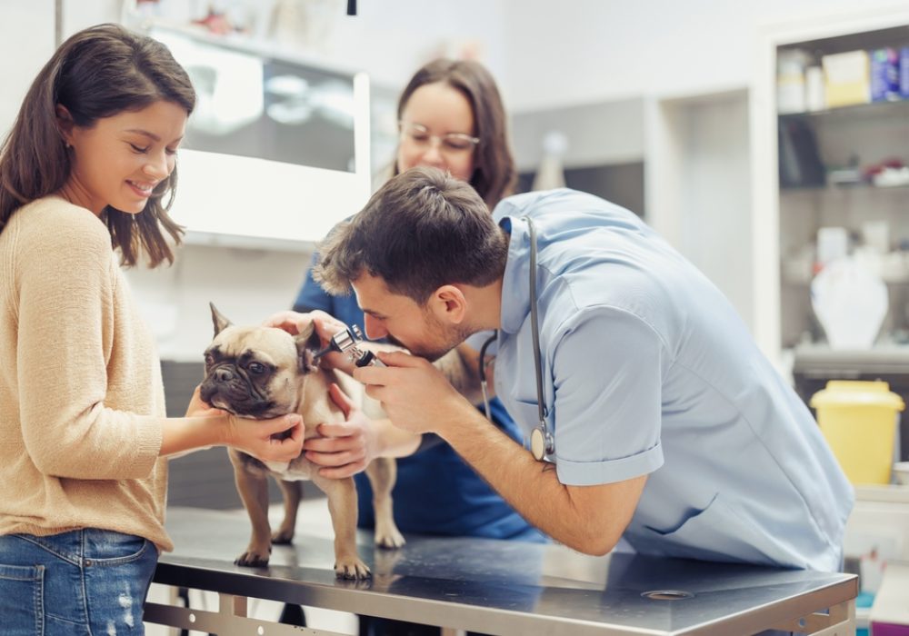 A,Loving,Dog,Receives,A,Thorough,Check-up,And,Medical,Attention
