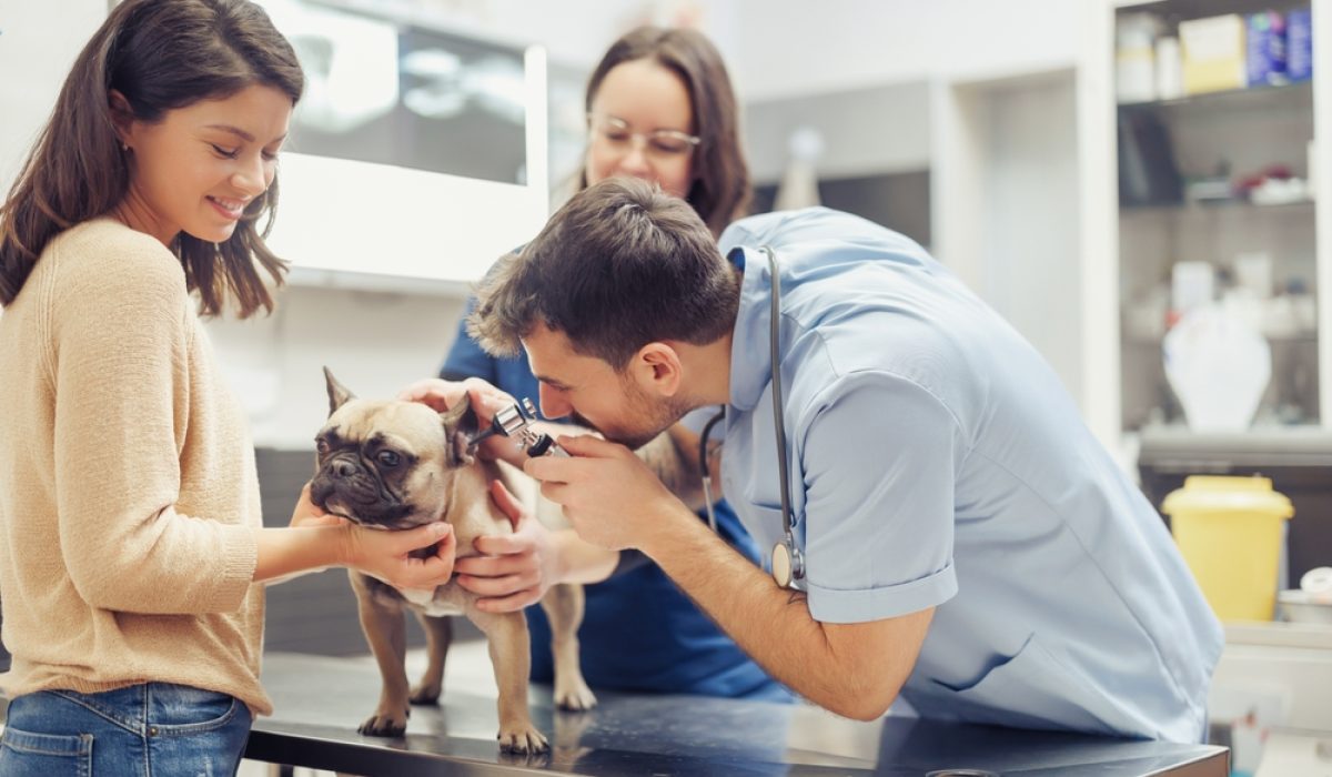 A,Loving,Dog,Receives,A,Thorough,Check-up,And,Medical,Attention
