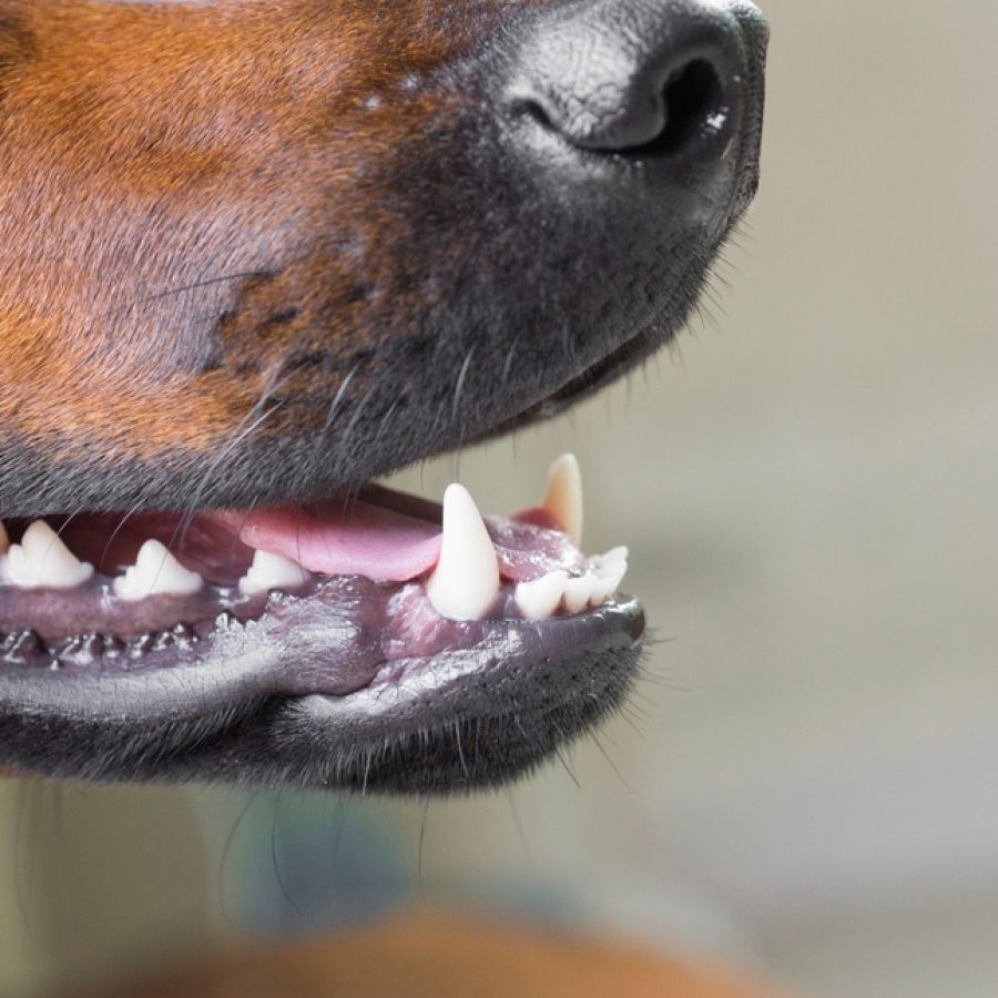 Close,Up,Of,A,Dog's,Mouth,With,Teeth,And,Tongue
