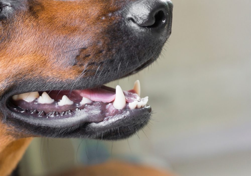 Close,Up,Of,A,Dog's,Mouth,With,Teeth,And,Tongue