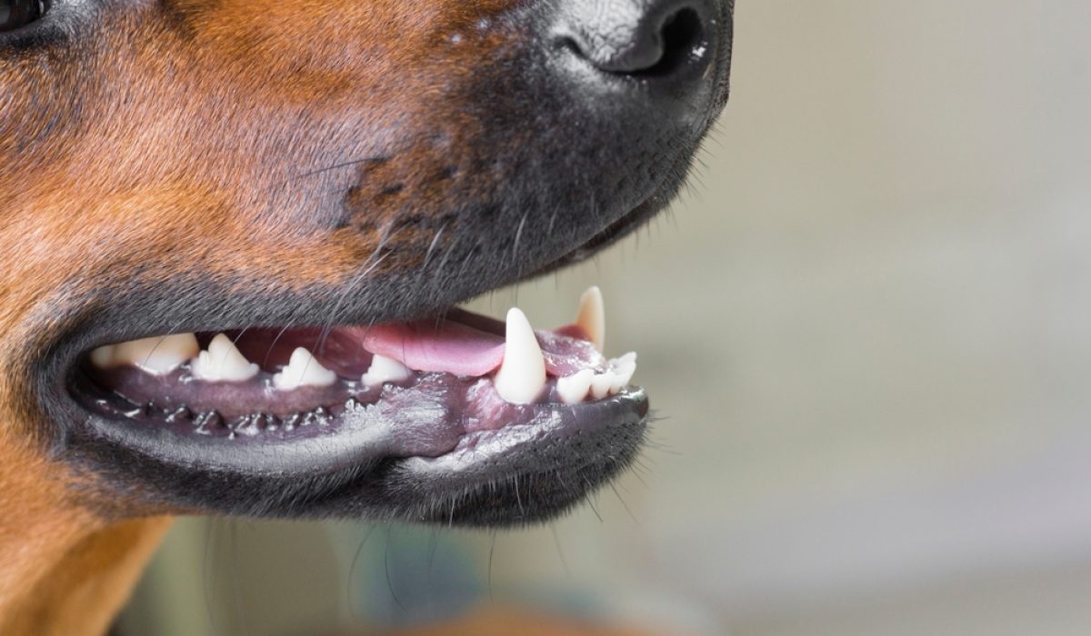 Close,Up,Of,A,Dog's,Mouth,With,Teeth,And,Tongue