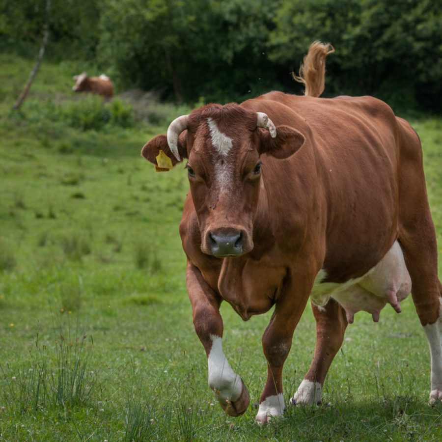 Cow,Attack