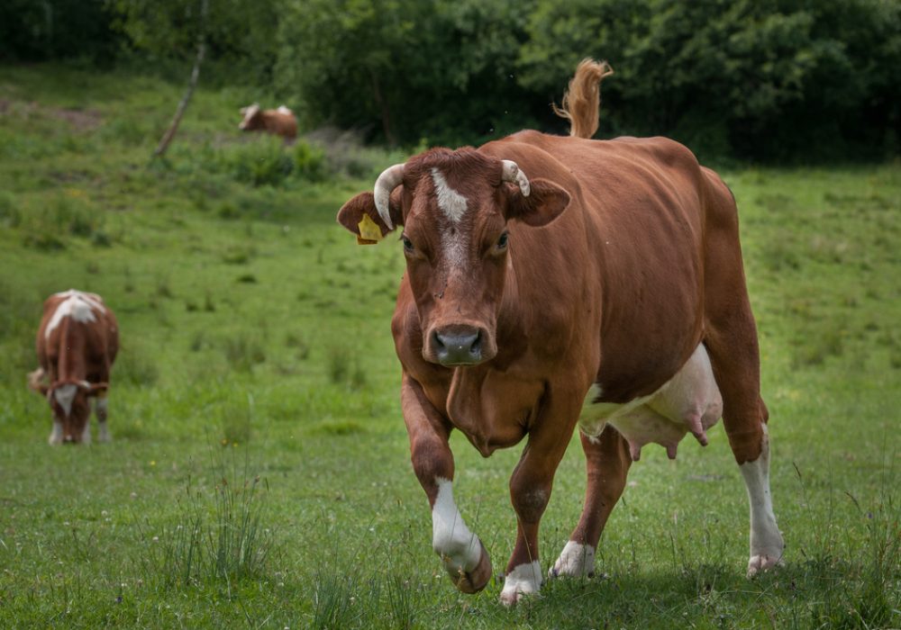 Cow,Attack