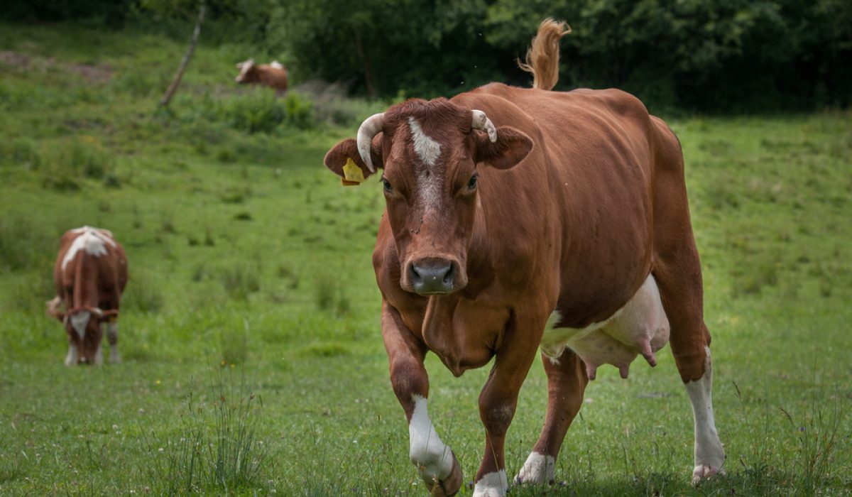 Cow,Attack
