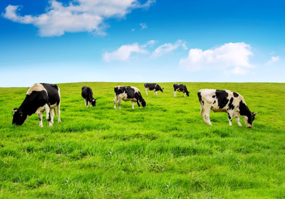 cow injury