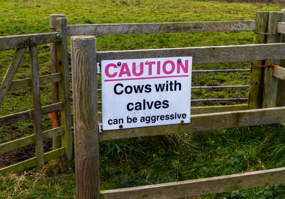 Cow injury